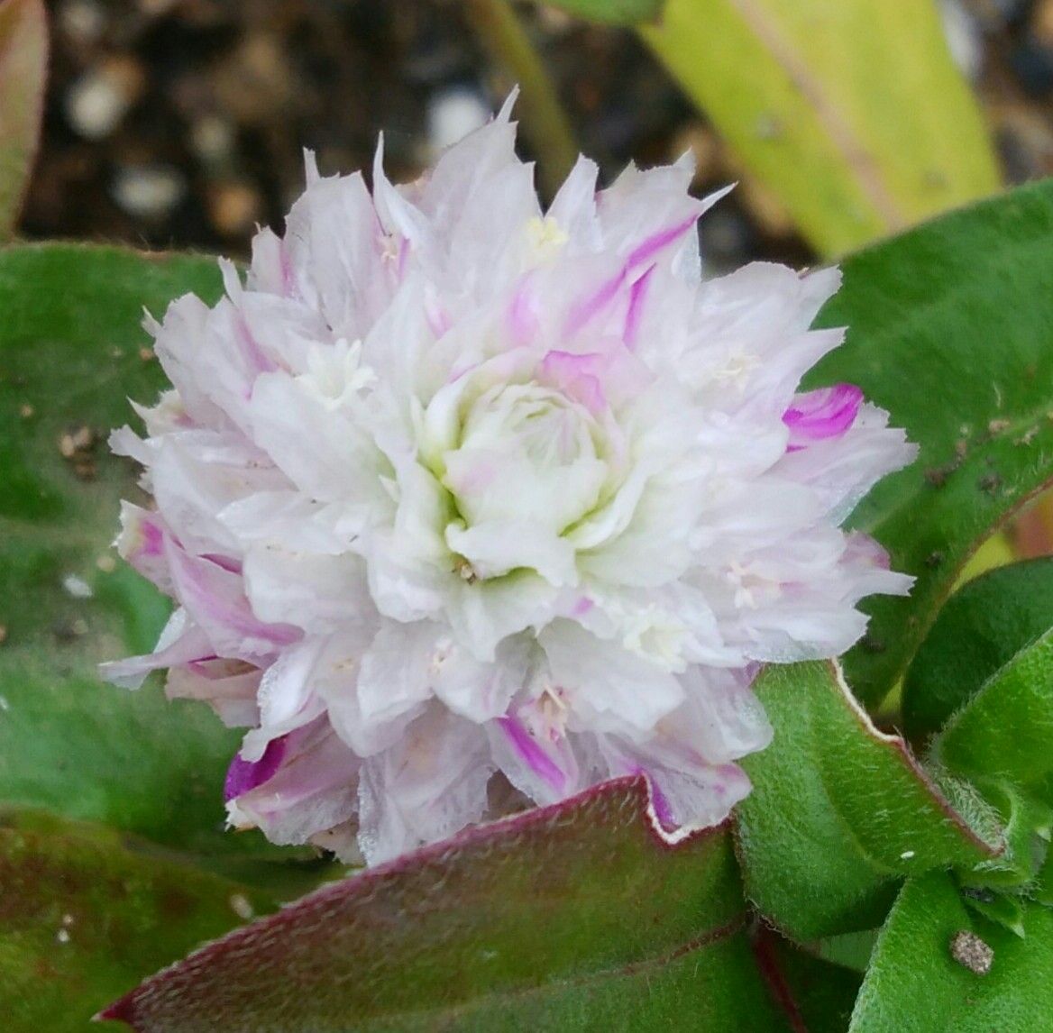 職場の花🌼