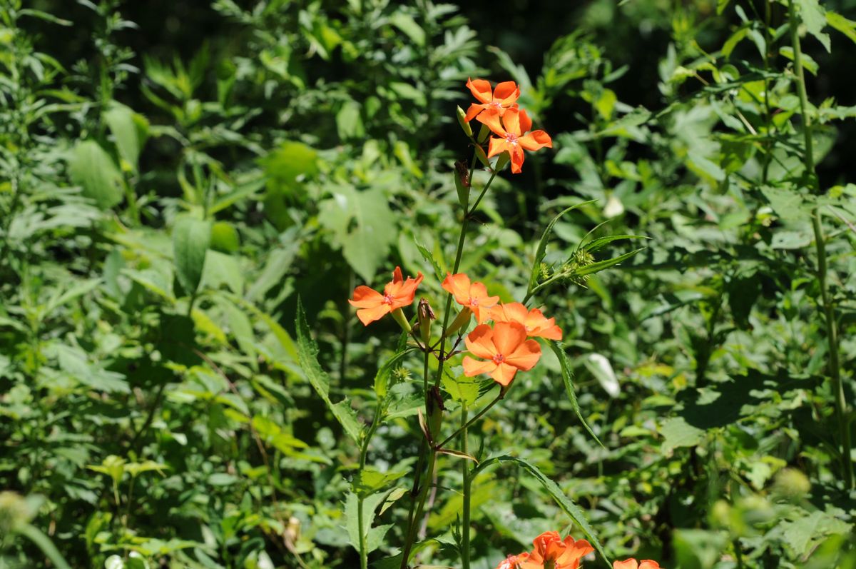 山麓の花散策