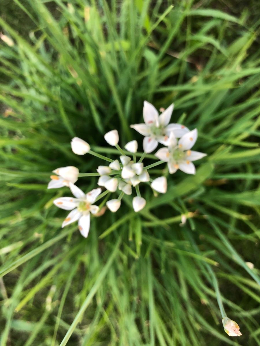 今日のお花は、ニラ❣️