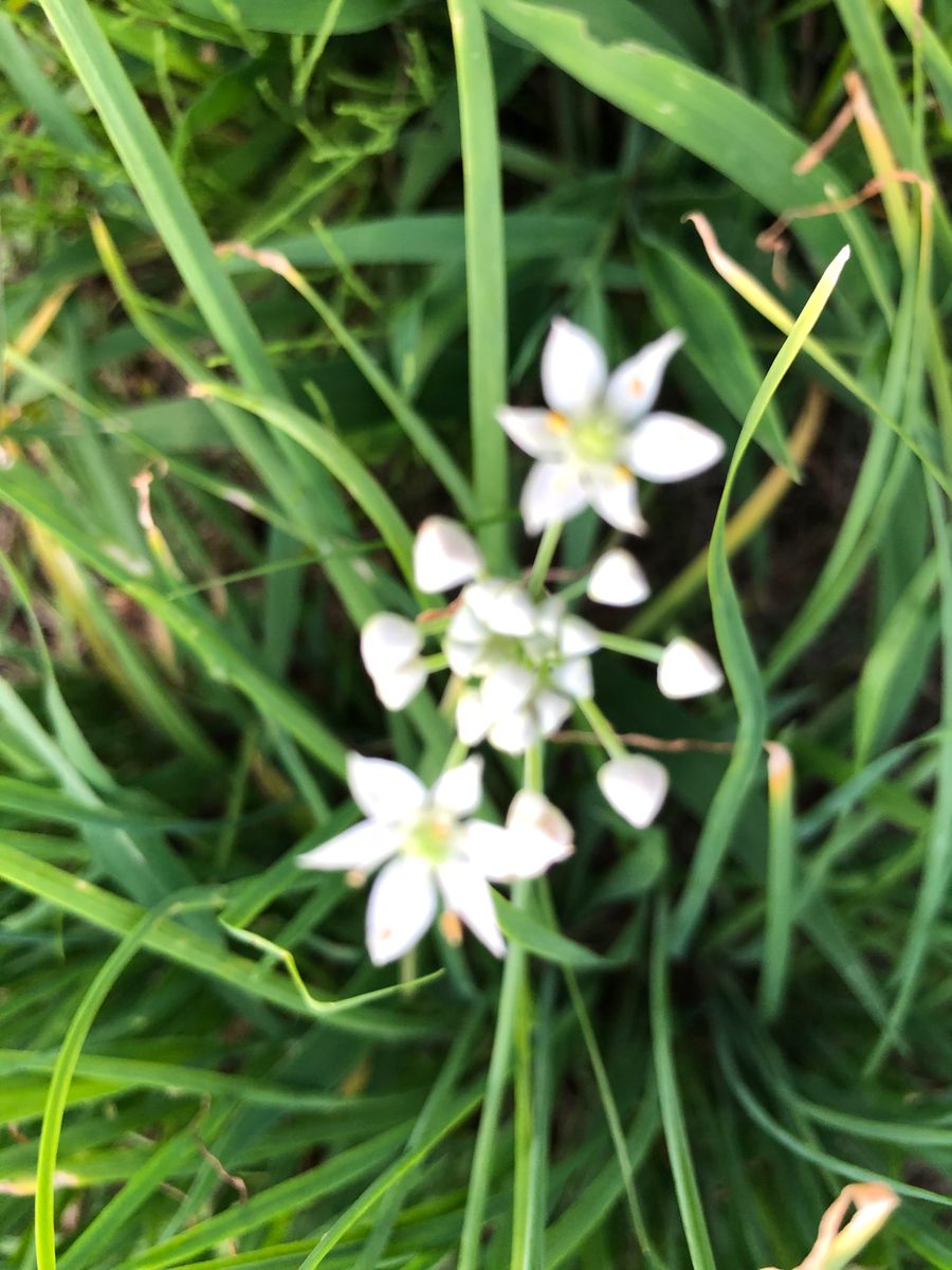 今日のお花は、ニラ❣️