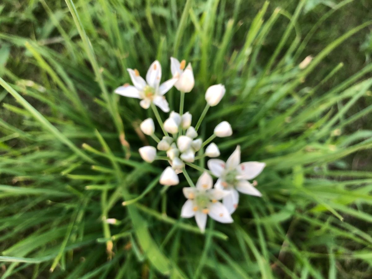 今日のお花は、ニラ❣️