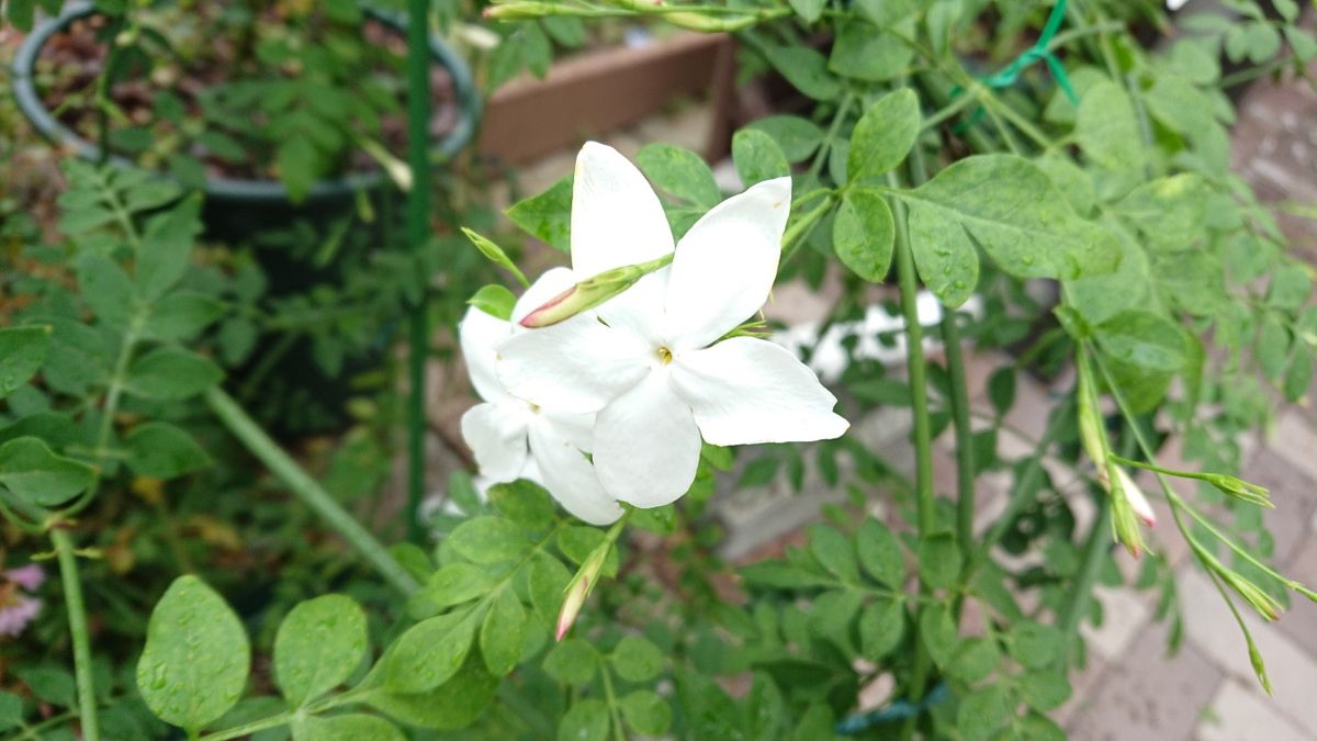 夏を彩る花たち