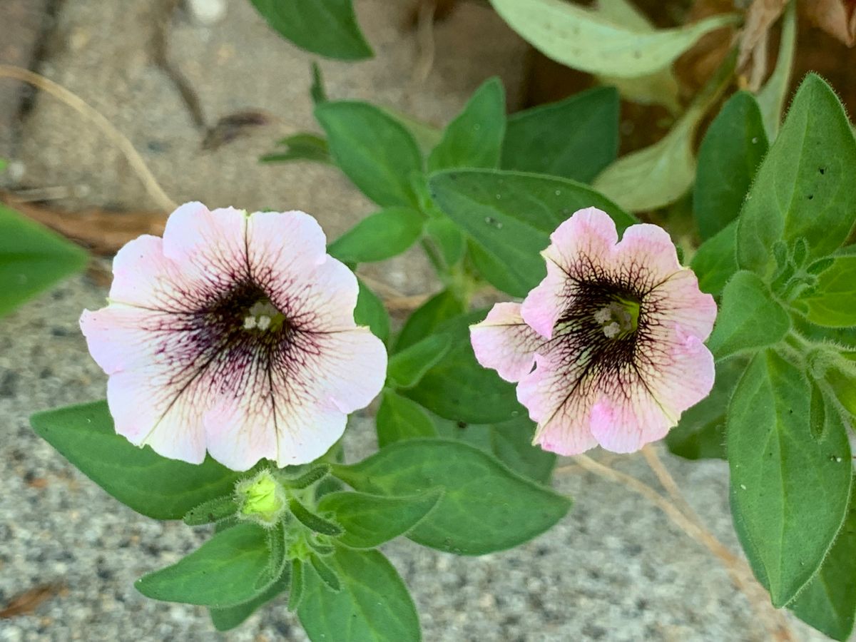 お花は涼し気・空は暑すぎ(*´ω｀*)