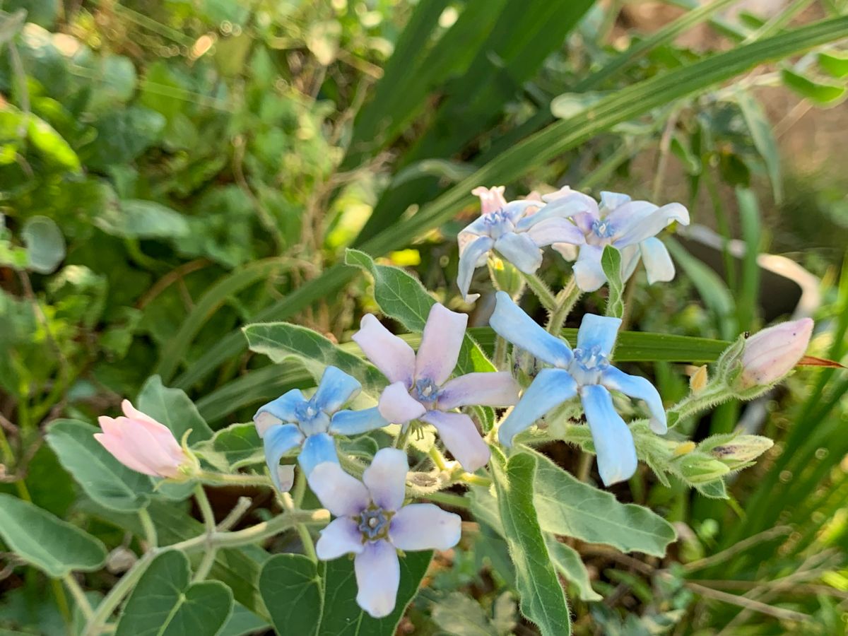 お花は涼し気・空は暑すぎ(*´ω｀*)