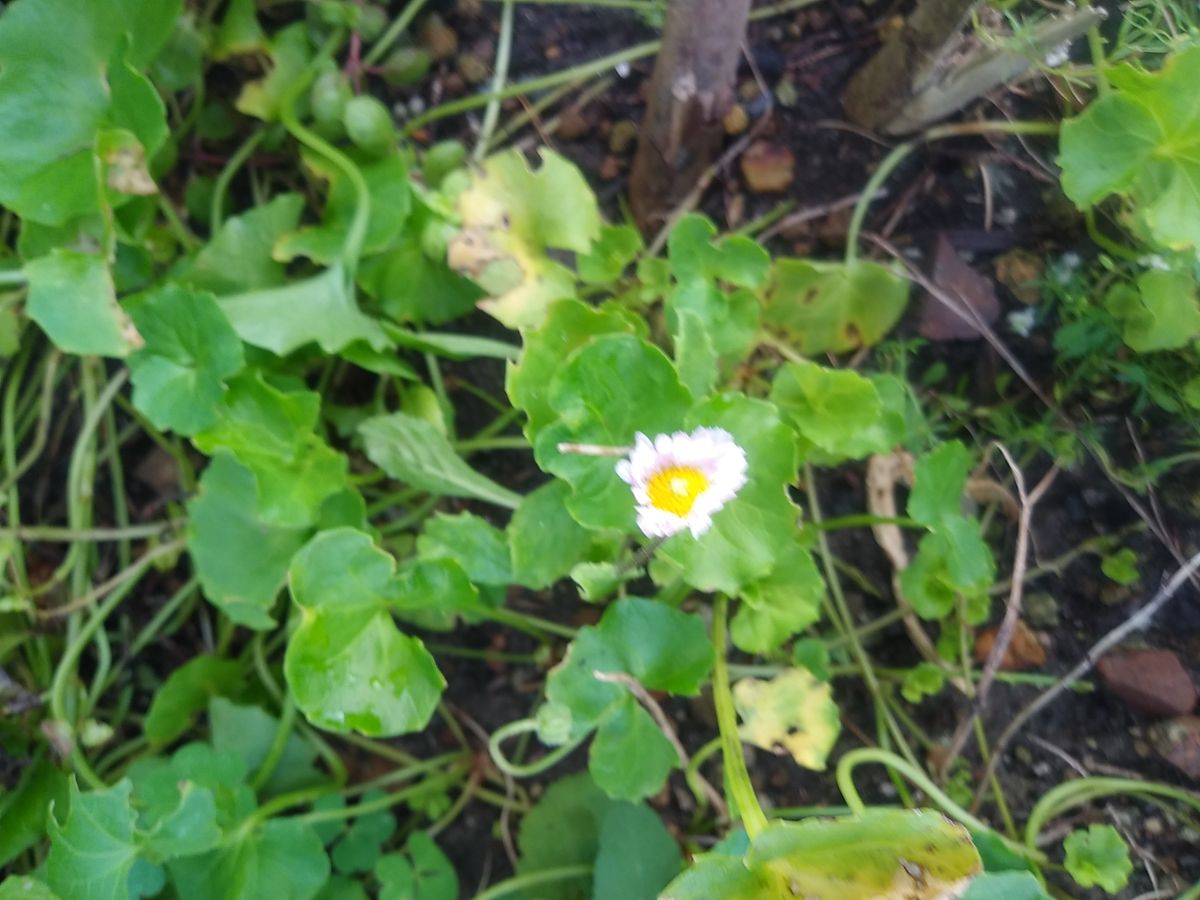 ミニバラ🌹オプティマチュチュきれいな花になりました😁