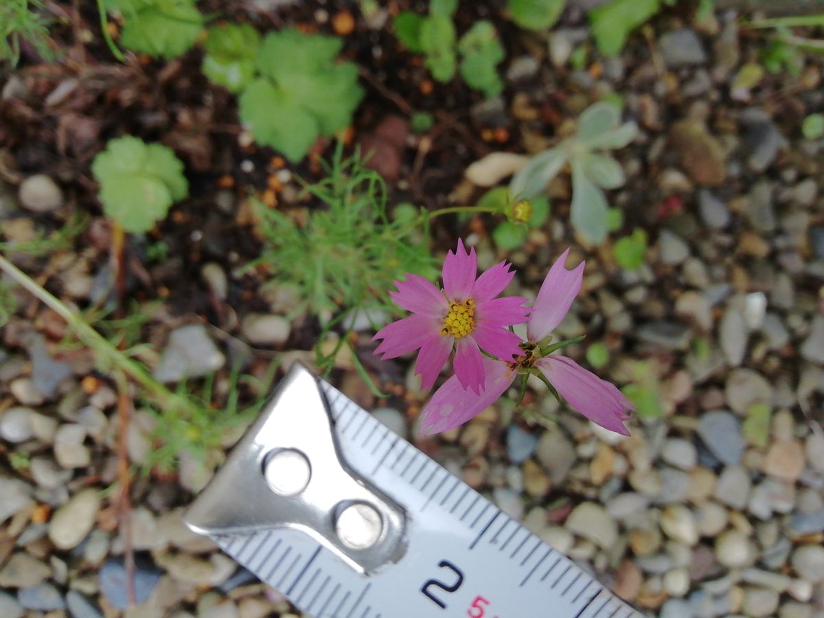 まもなく開花かな