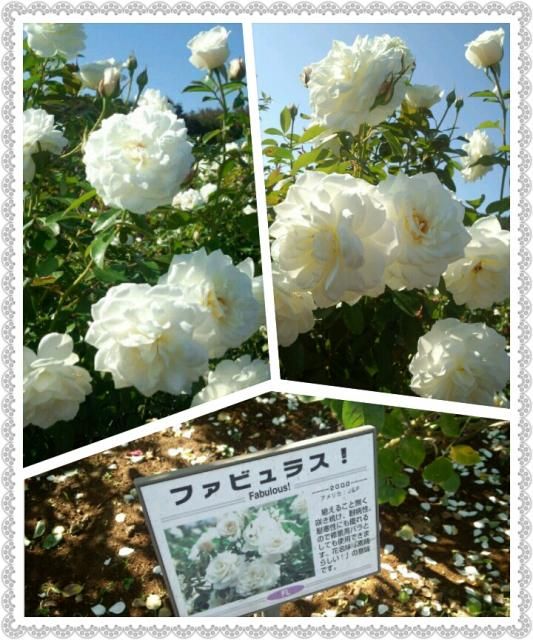 続...薔薇園の思い出。