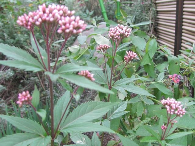 開花はまだかな