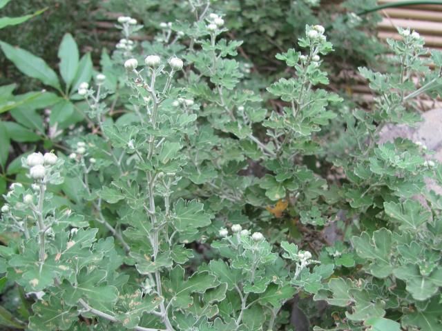 開花はまだかな