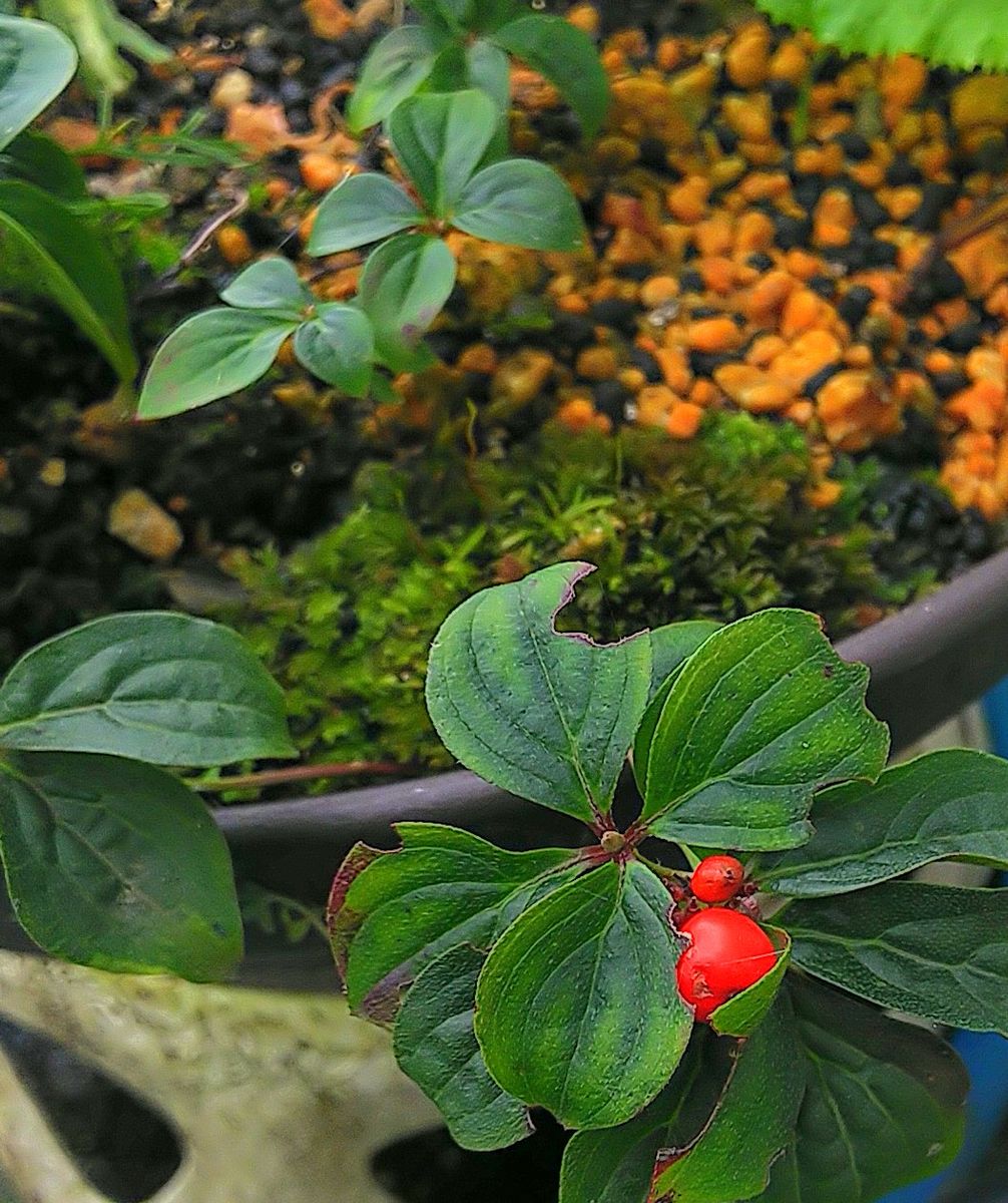 休憩中の山野草