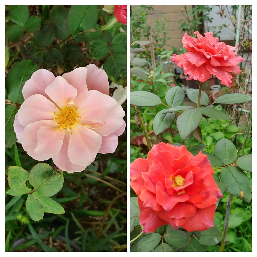 今日の花　コラージュで❣️