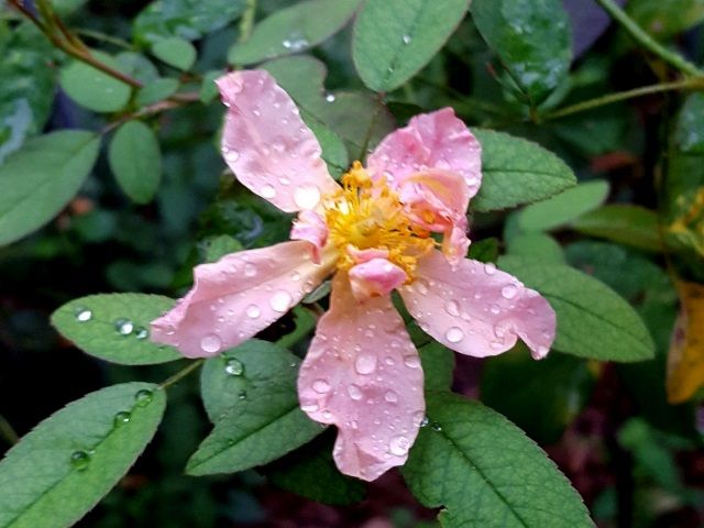 雨の中のバラ⑥