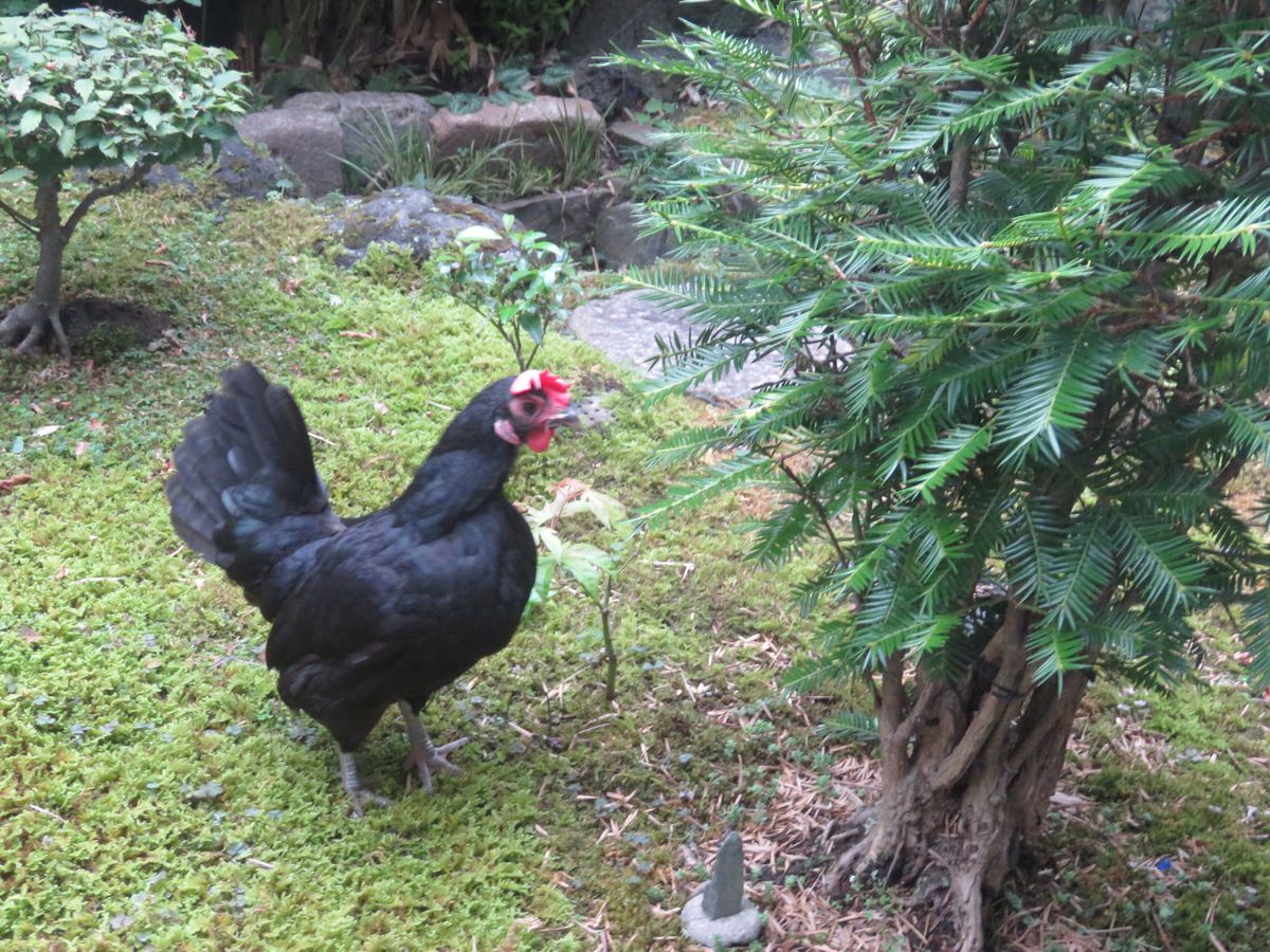 苔庭に遊ぶクロチャボ