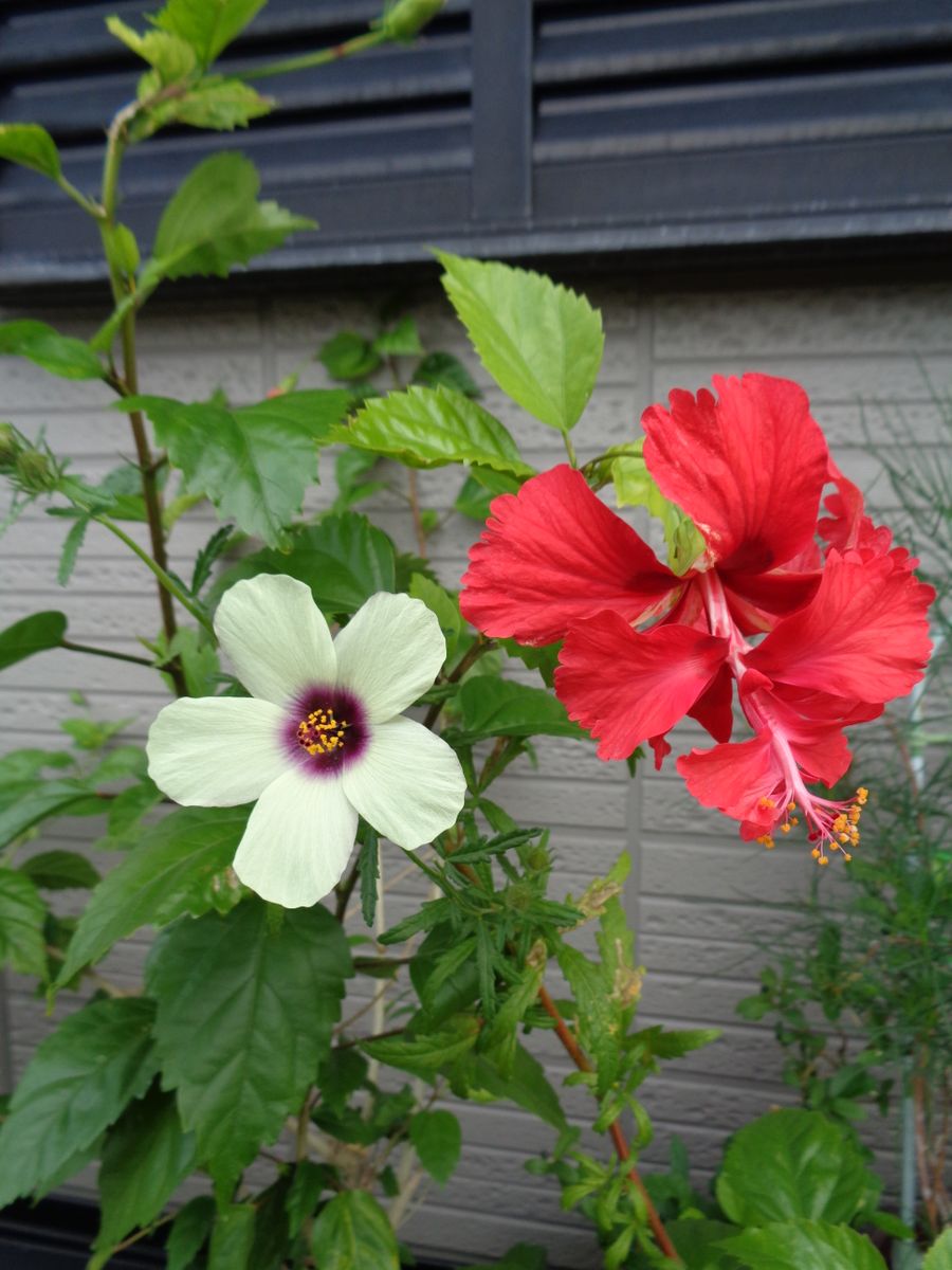 アオイ科のお花たち