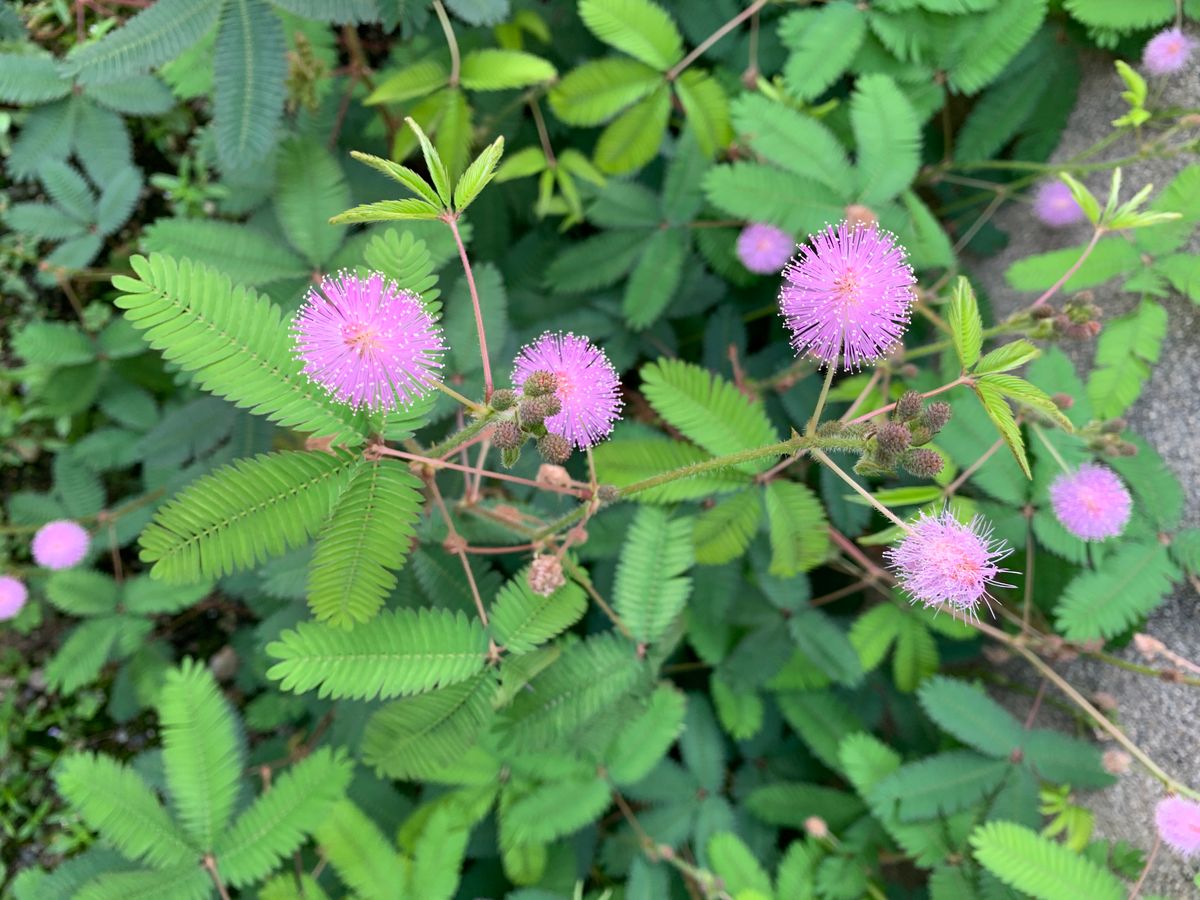 おじぎ草