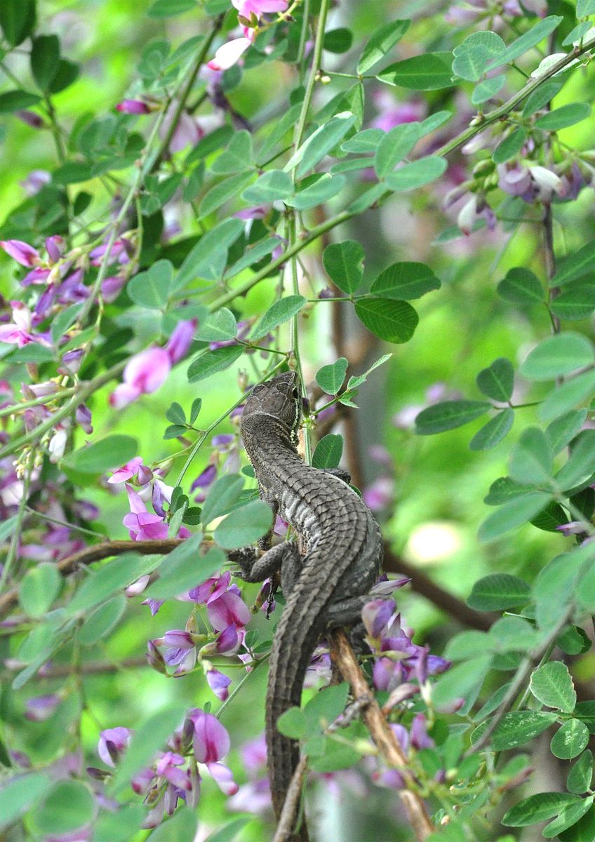 萩にニホンカナヘビ