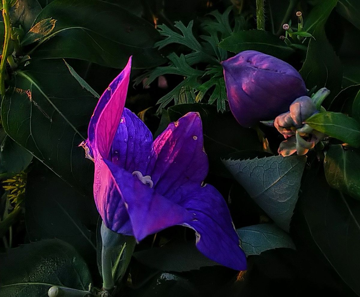 朝のベランダの花🌼②