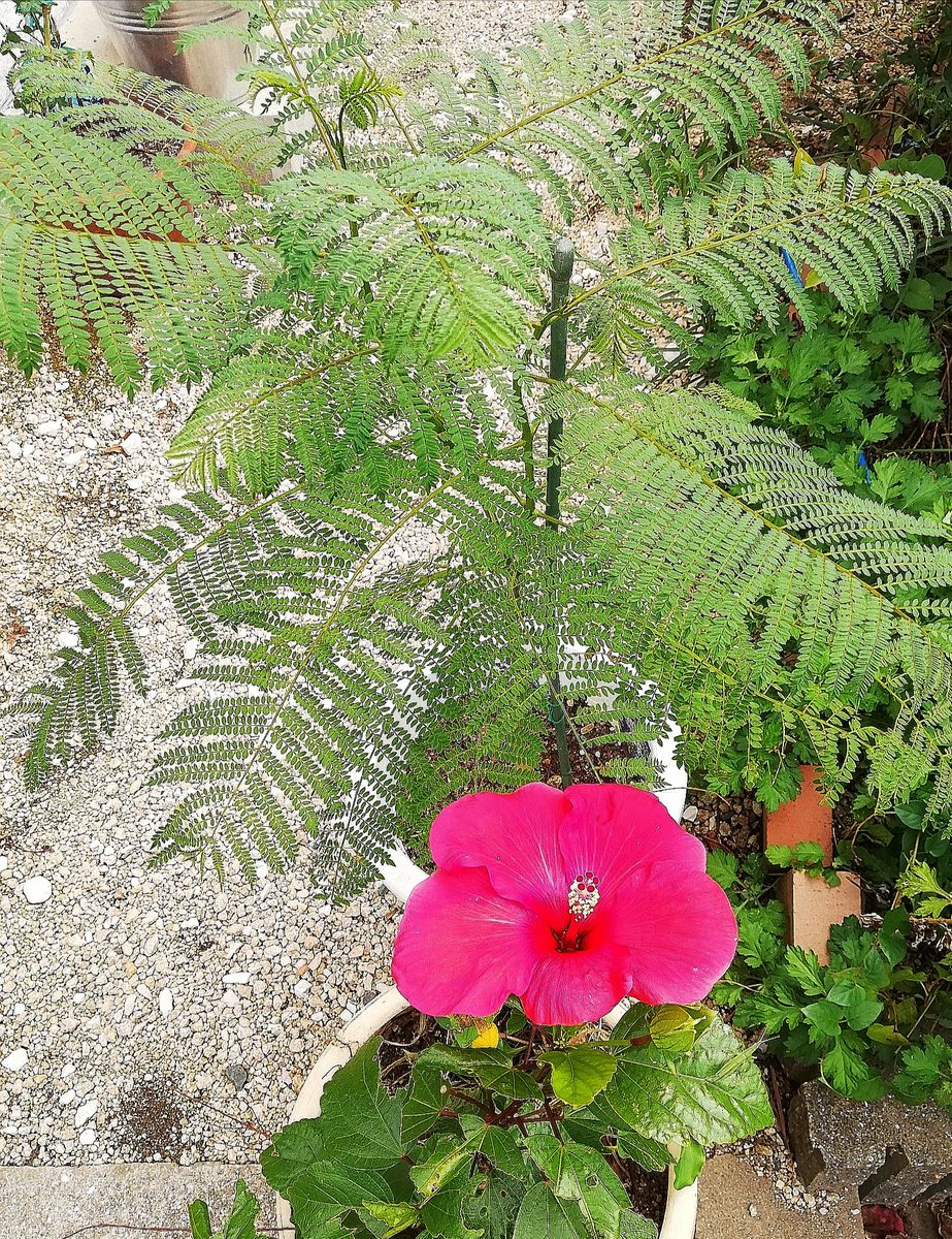 やっと時計草が開花。ハイビスカス🌺。秋の朝雲。