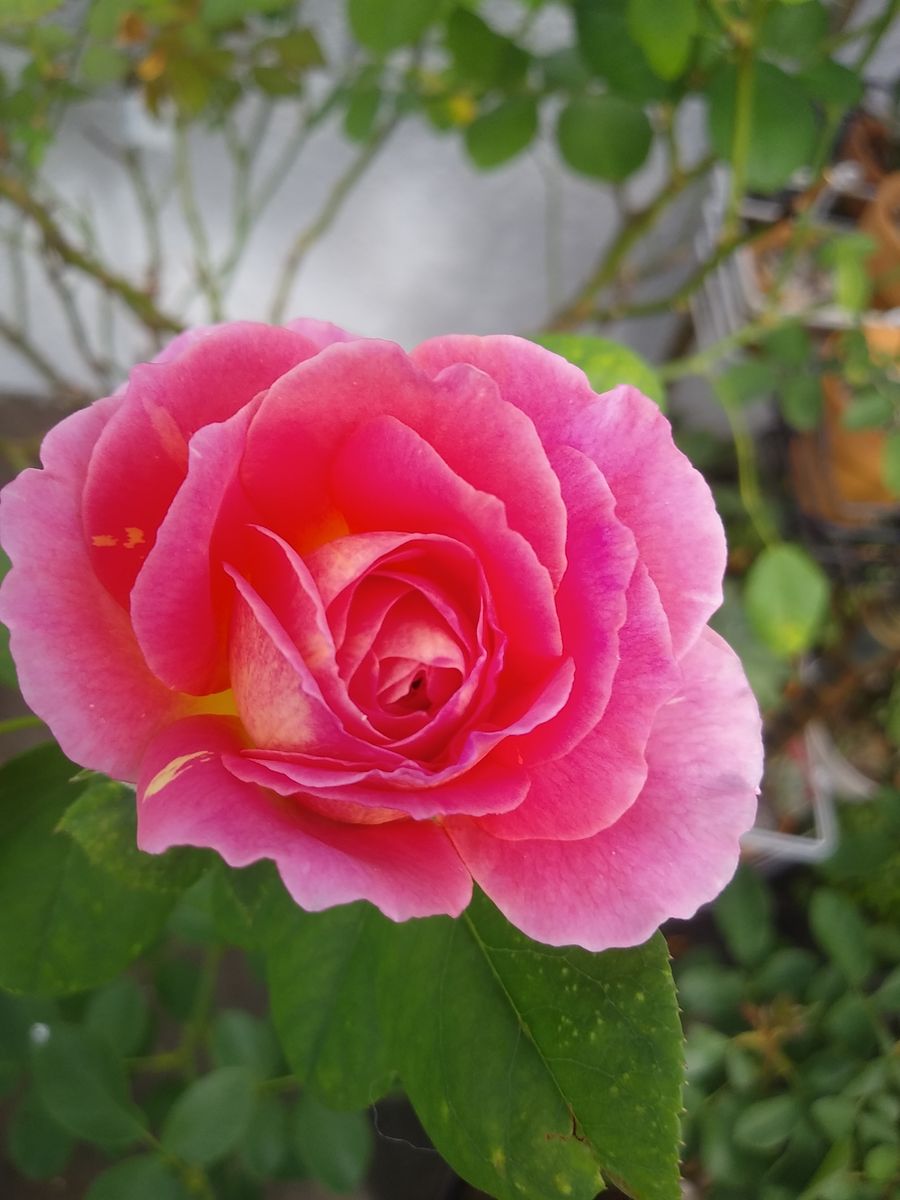 カタリナ　バラ🌹きれいに開花