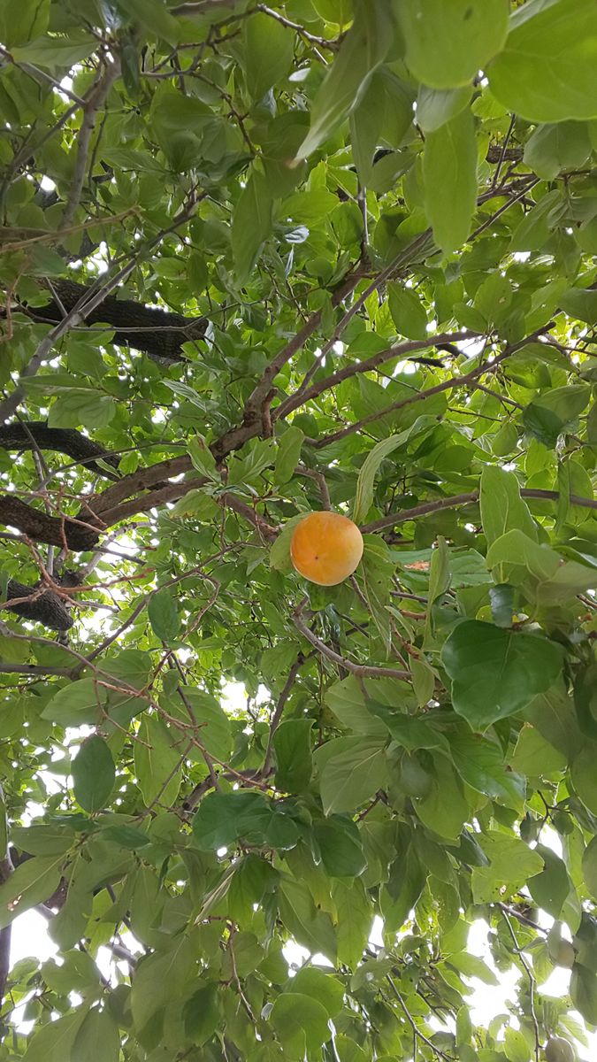 今朝の庭 ～ 9月23日