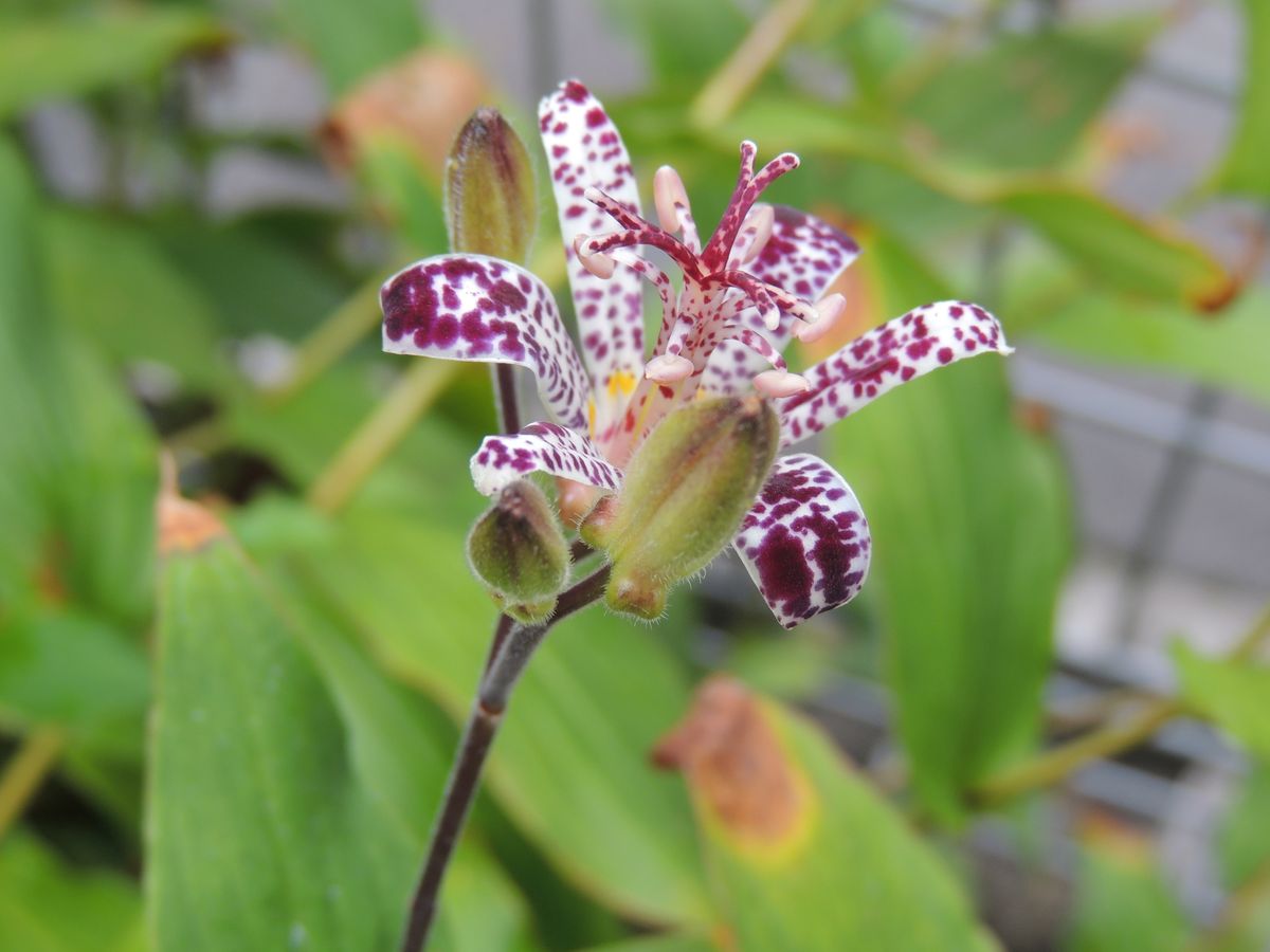 今朝の花