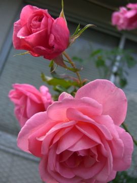 雨上がりの今日の薔薇