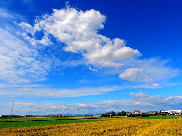 田園風景～稲刈り前の黄金色の田圃