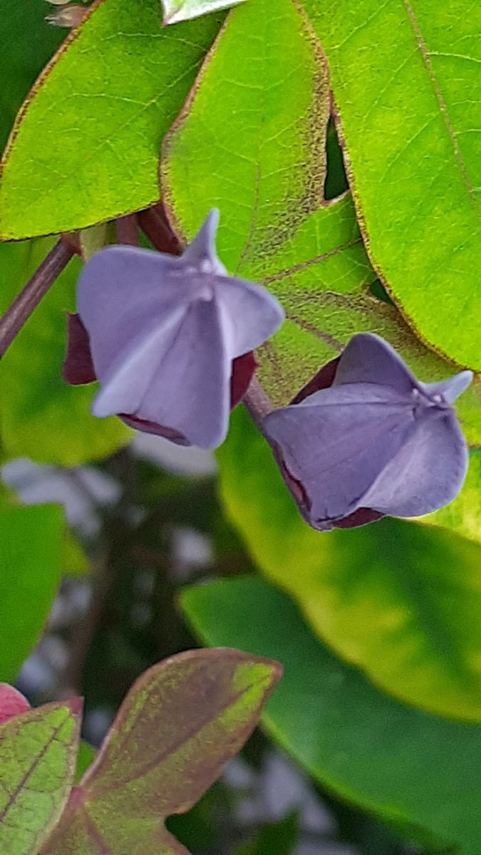 ふくおかルーバルガーデン3～秋🌾🌰の***  庭便り～トケイソウの花🌸はこれからなの？💨❗