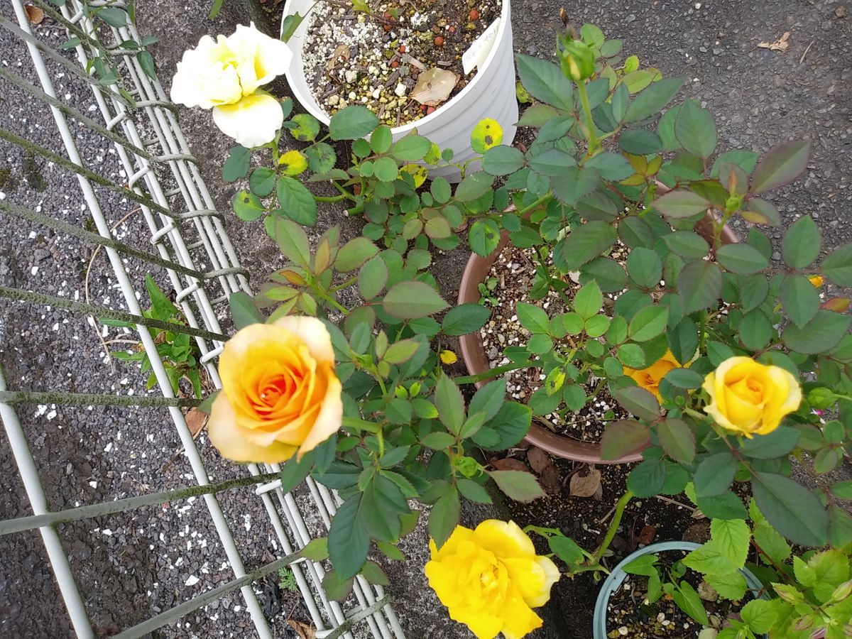 ミニバラ🌹よくよく見たら〰️😆可愛い