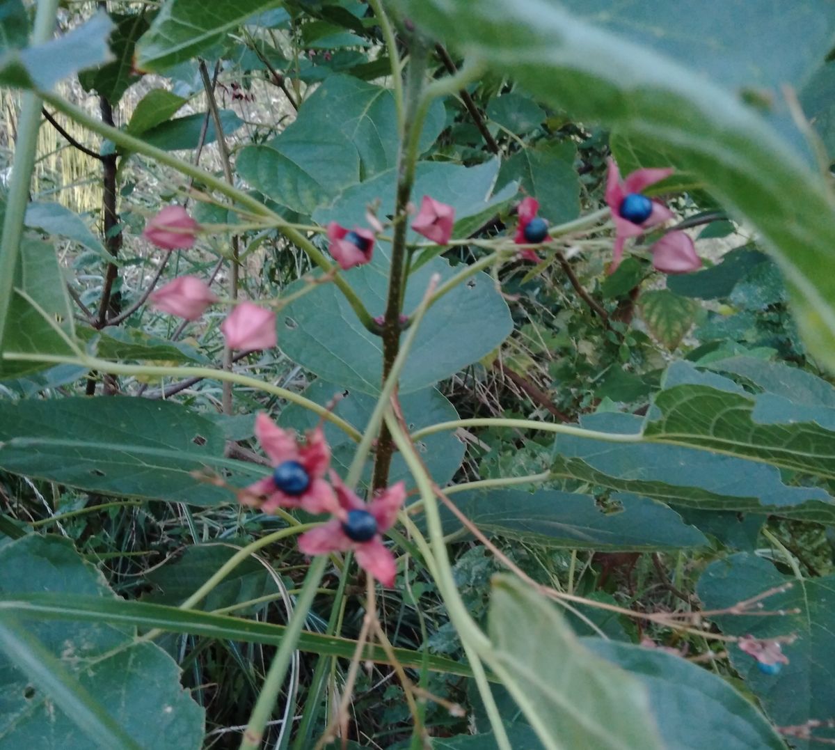 道端の花  6 7 8  ススキと・・