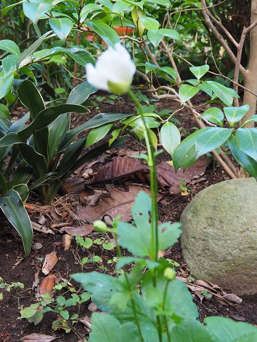 秋明菊