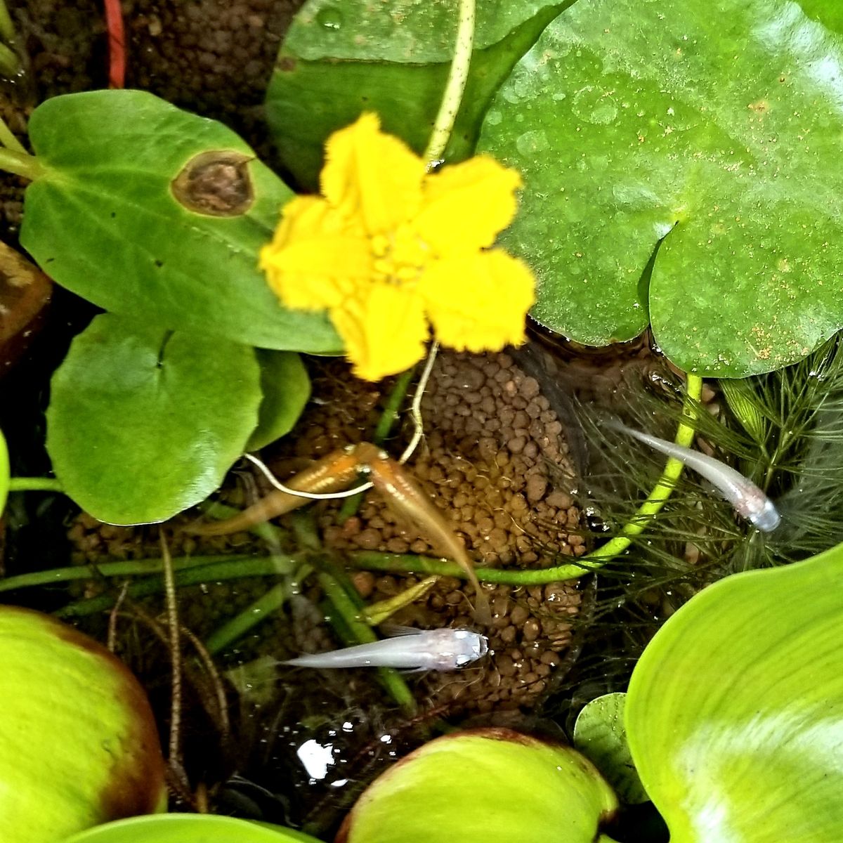 山野草に癒される