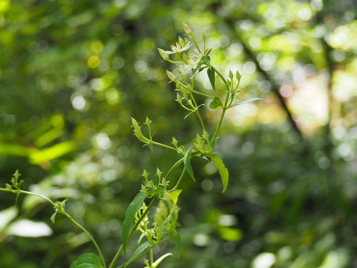 山野草