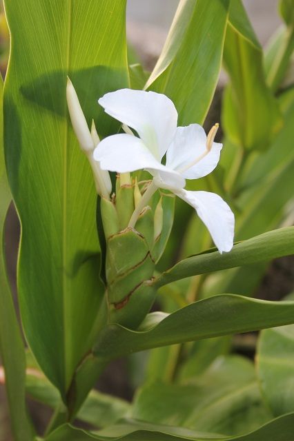 庭に咲く花たち④