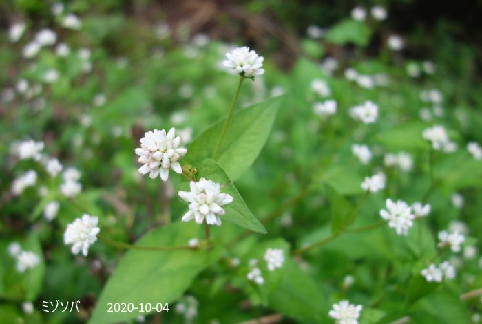 里山の花たち