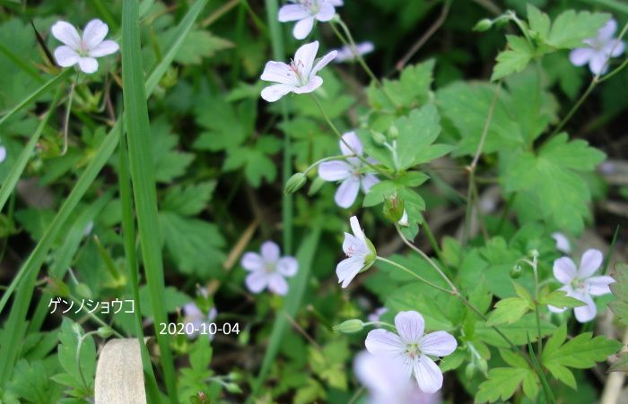 里山の花たち