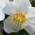 Helleborus niger 'ジョーセレクト'