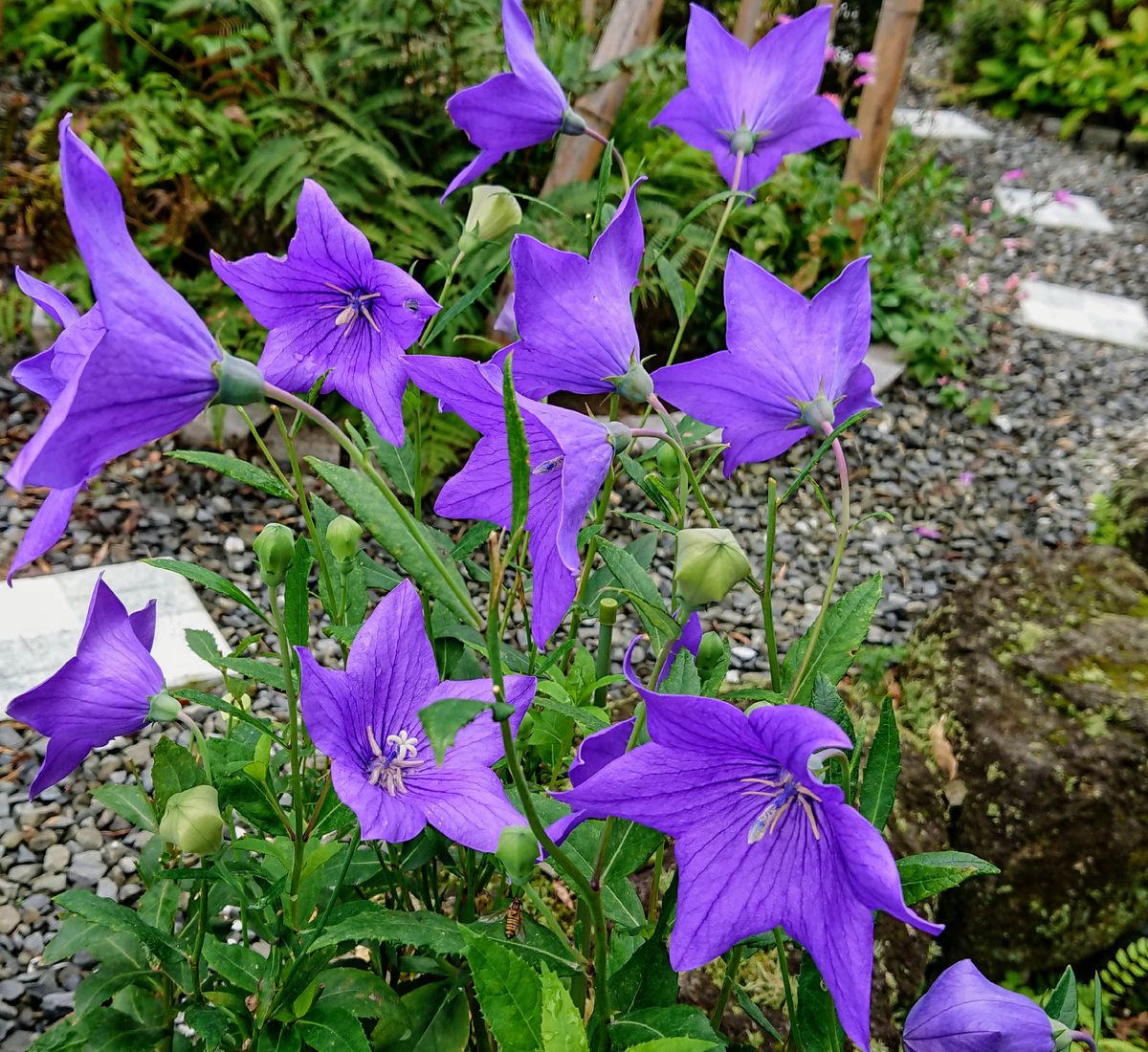 紫のお花達💜
