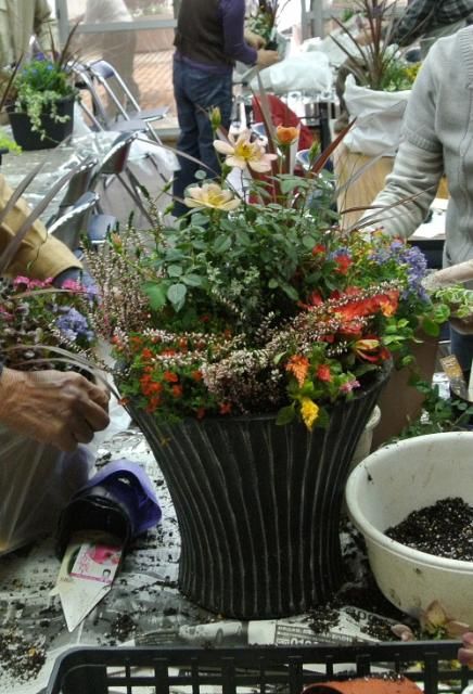 熟年大学で寄せ植えをしておりました。