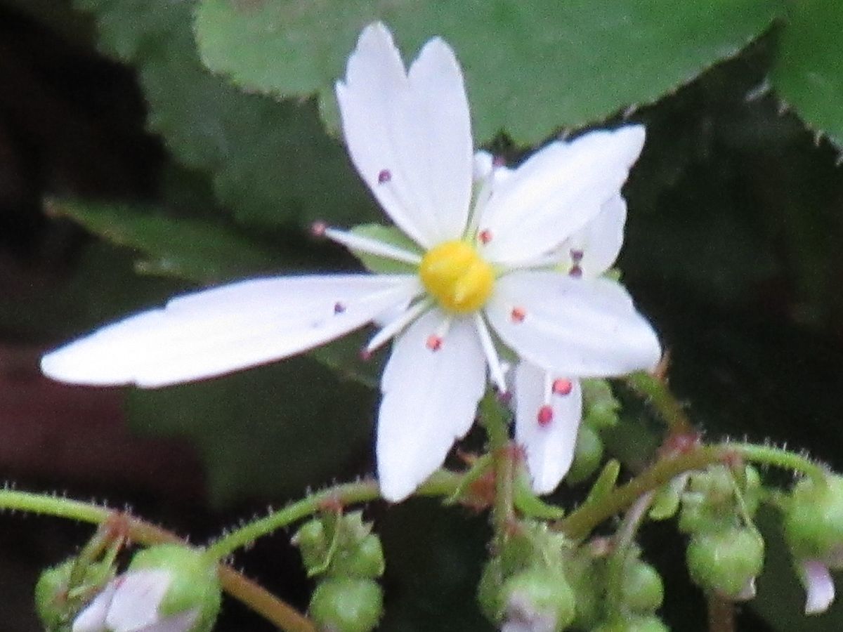 由愛(ゆめ)の花日記♪