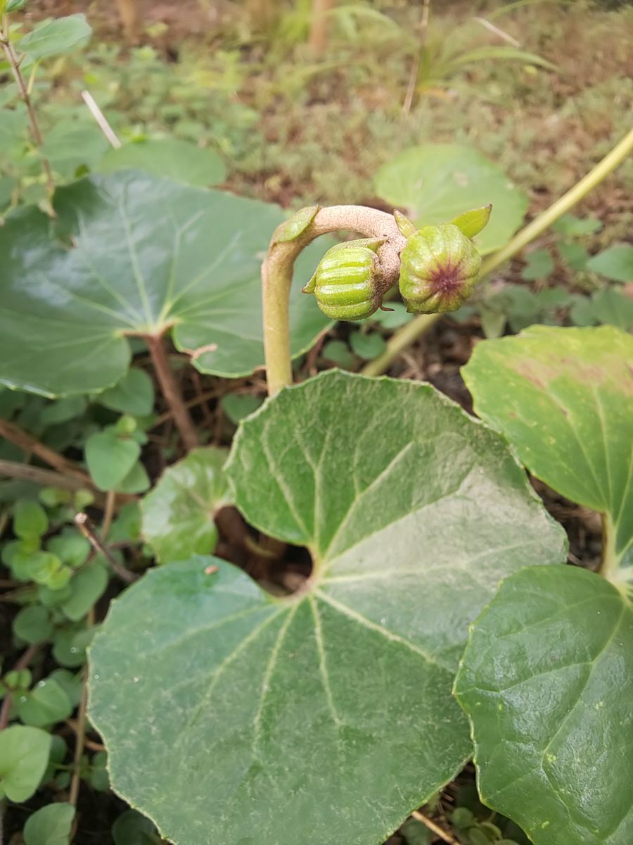 花のつぼみ成長中