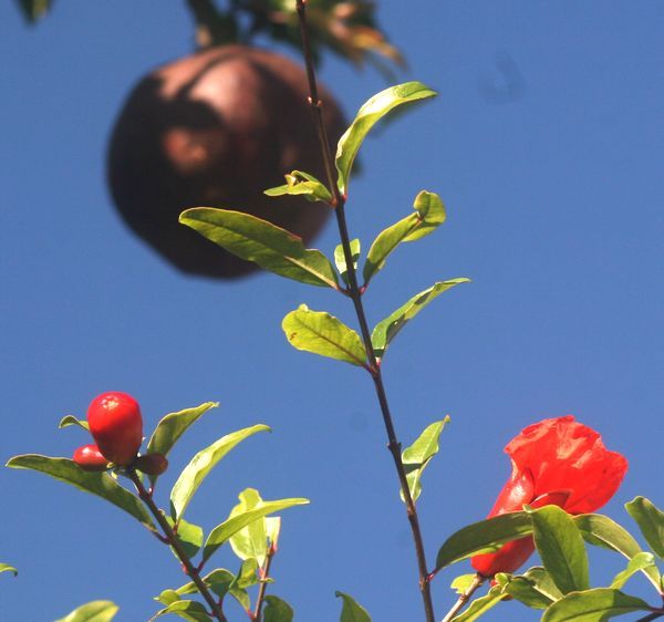 オールドカメラで花を撮る。～ザクロ