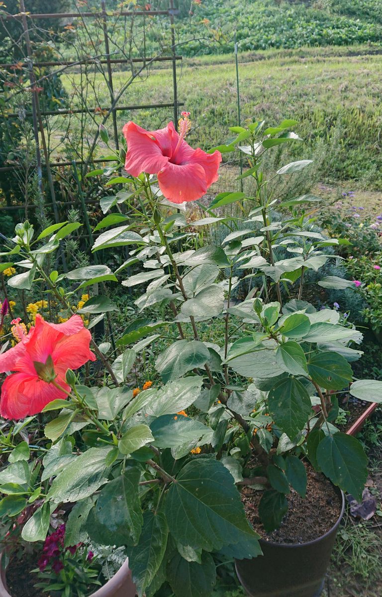 今年のハイビスカス🌺もこれで見納め⁉️