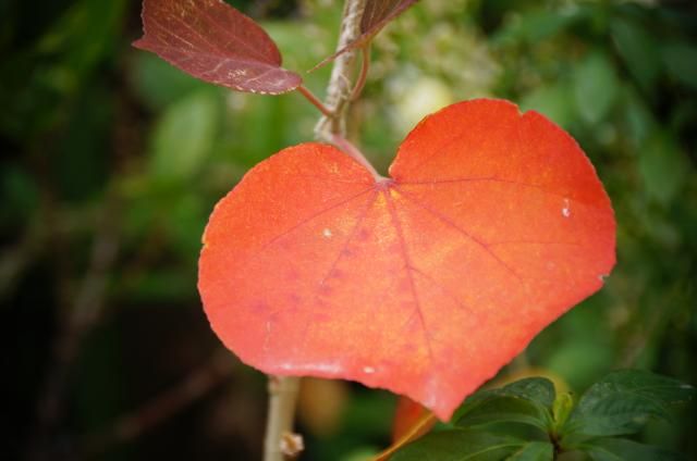 今朝の庭　（紅葉）