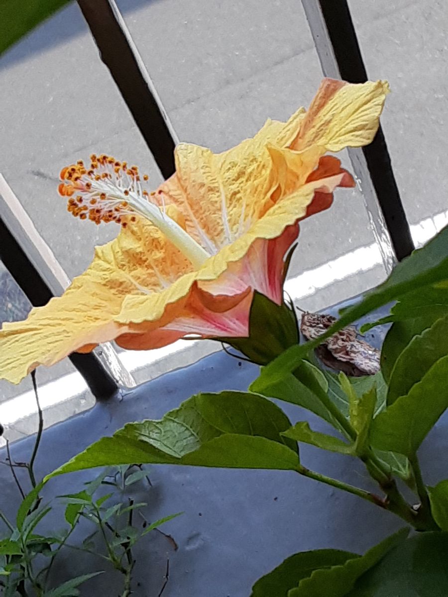 20201026 ﾐﾈｯﾄｻﾆｰ(ミニ薔薇)を花柄つみで整姿。パティオの花が綺麗だ！