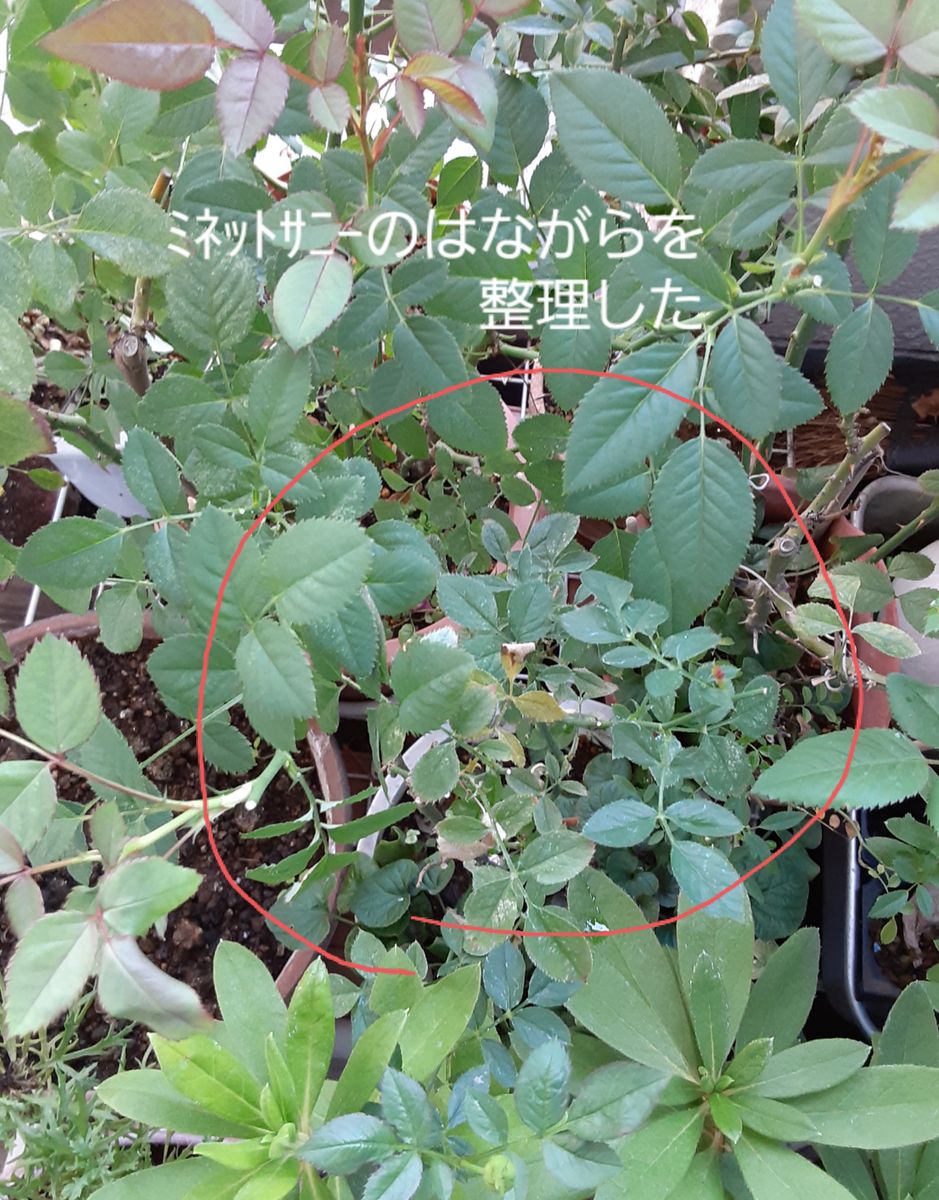 20201026 ﾐﾈｯﾄｻﾆｰ(ミニ薔薇)を花柄つみで整姿。パティオの花が綺麗だ！