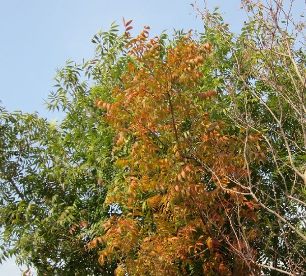 カイノキの紅葉