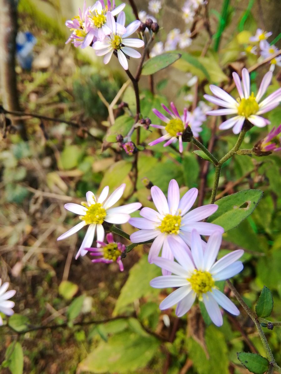 シラヤマギクってかわいい💠