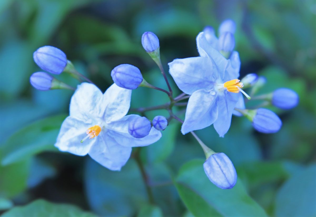 白色で、薄青浮かべ、星型に～