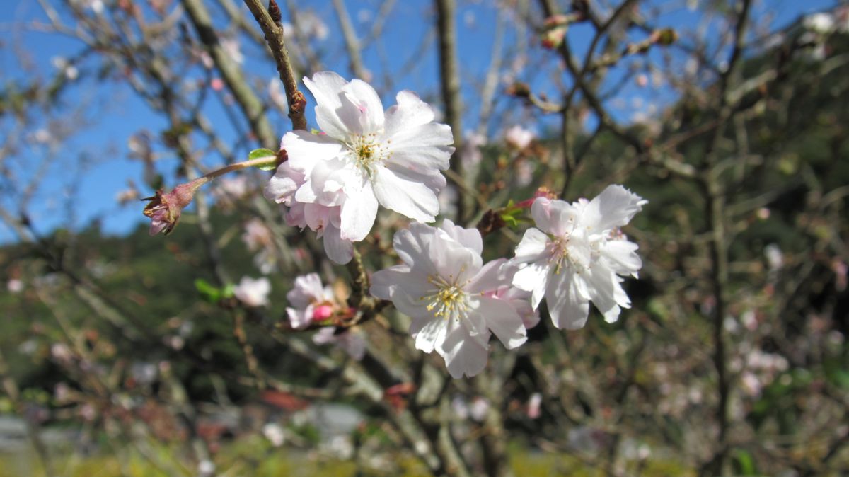 十月桜か冬桜か❔